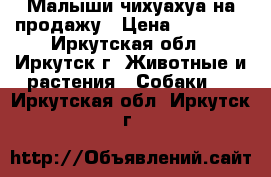 Малыши чихуахуа на продажу › Цена ­ 10 000 - Иркутская обл., Иркутск г. Животные и растения » Собаки   . Иркутская обл.,Иркутск г.